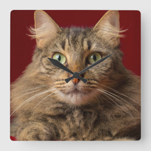 Maine Coon for Christmas with collector Square Wall Clock