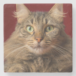 Maine Coon for Christmas with collector Stone Coaster