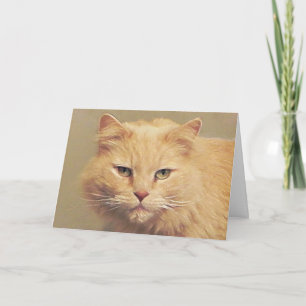 Maine Coon Get Well Card