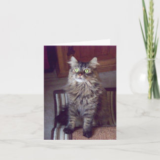 Maine coon Greetings (blank) Card