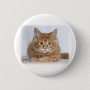Maine Coon Kitten 9Y226D-373a 6 Cm Round Badge