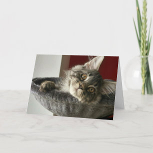 Maine Coon Kitten Birthday Card