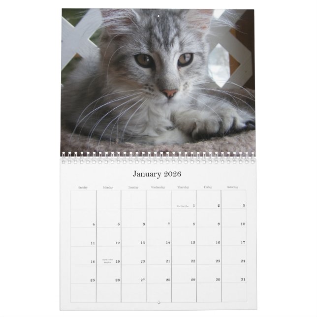 Maine Coon Kitten Calendar (Jan 2026)