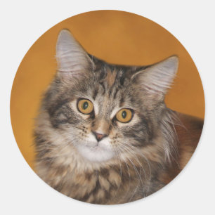 Maine Coon kitten face Classic Round Sticker