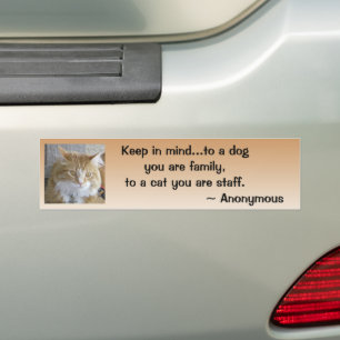 Maine Coon Kitten Face Close-Up Photograph Bumper Sticker
