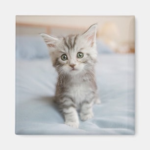 Maine Coon Kitten Magnet