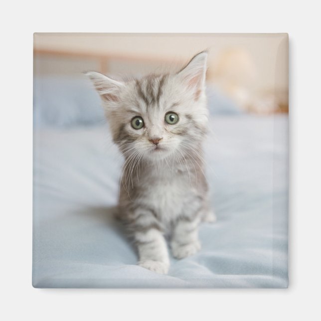 Maine Coon Kitten Magnet (Front)