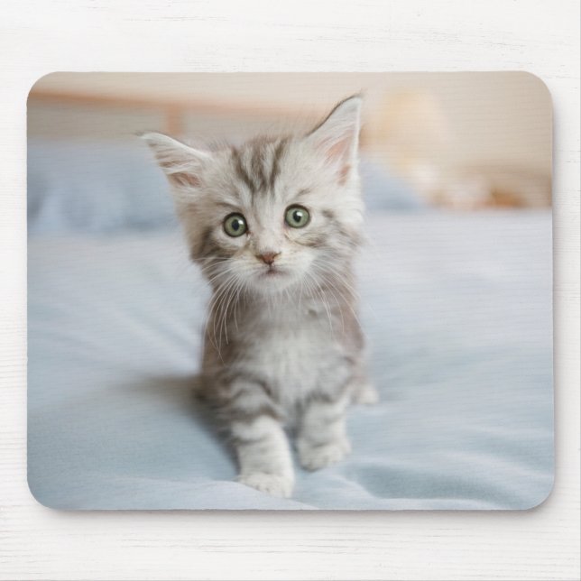 Maine Coon Kitten Mouse Mat (Front)