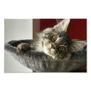 Maine Coon Kitten Photo Print