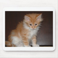 maine coon kitten.png