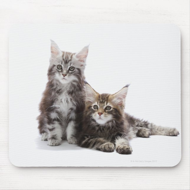 Maine Coon Kittens Mouse Mat (Front)