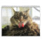 Maine Coon Kitty Cat Calendar