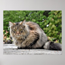 Maine Coon Kitty Cat Customisable Poster