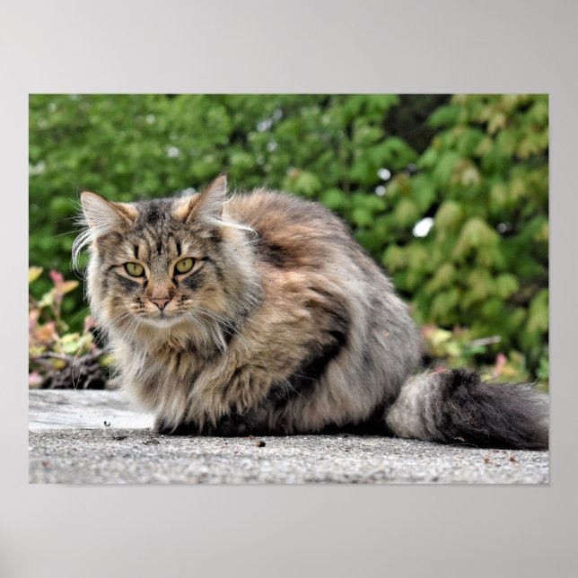Maine Coon Kitty Cat Customisable Poster (Front)