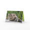 Maine Coon Kitty Cat Cute Customisable Card