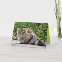 Maine Coon Kitty Cat Cute Customisable Card
