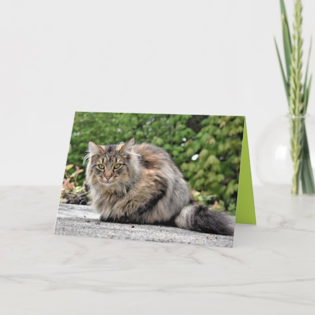Maine Coon Kitty Cat Cute Customisable Card (Front)