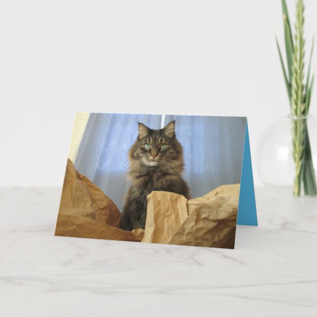 Maine Coon Kitty Cat Cute Customisable Card (Front)