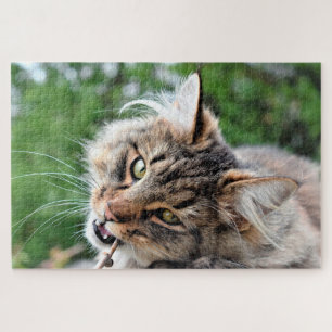 Maine Coon Kitty Cat Cute Fun Animal Jigsaw Puzzle