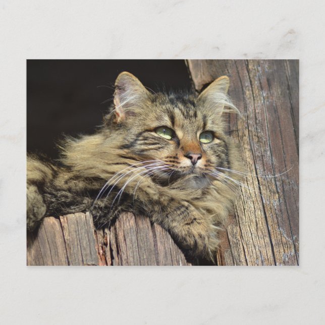 Maine Coon Kitty Cat Cute Fun Postcard (Front)