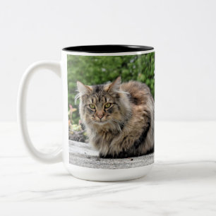 Maine Coon  Kitty Cat Two-Tone Coffee Mug