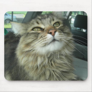Maine Coon kitty Mouse Mat
