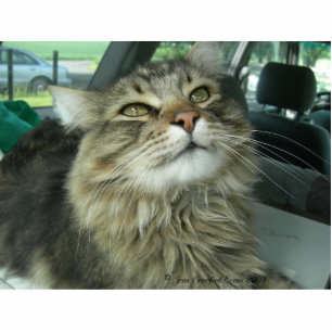 Maine Coon kitty Photo Sculpture Key Ring