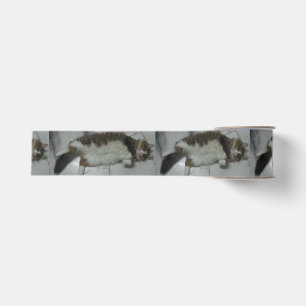 maine coon laying.png grosgrain ribbon