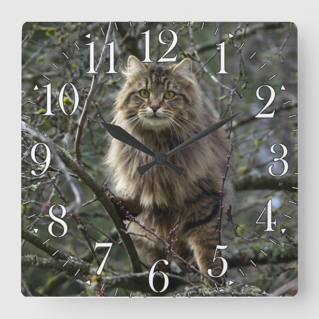 Maine Coon Long-hair Tabby Cat Animal Pet Clock (Front)