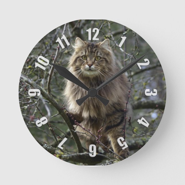 Maine Coon Long-hair Tabby Cat Animal Pet Clock (Front)