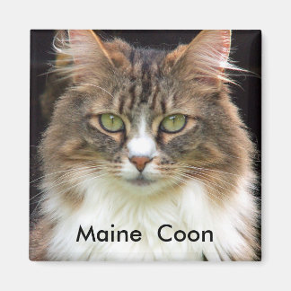 Maine  Coon Magnet