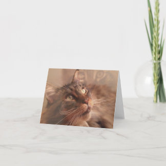 Maine Coon Note Card