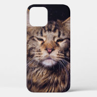 maine coon on a black background younganimal,cat,c