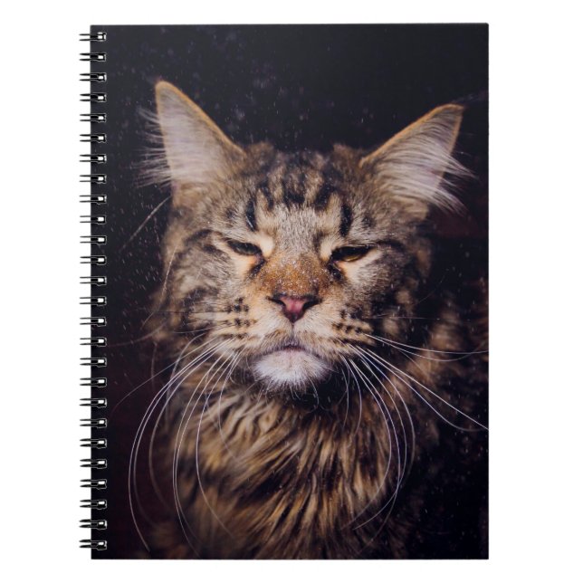 maine coon on a black background younganimal,cat,c notebook (Front)