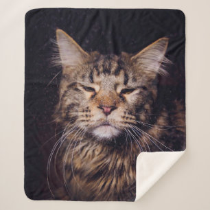 maine coon on a black background younganimal,cat,c sherpa blanket