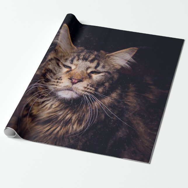 maine coon on a black background younganimal,cat,c wrapping paper (Unrolled)
