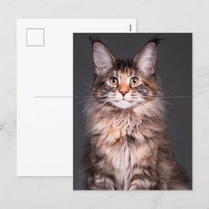 Maine Coon Portrait Holiday Postcard