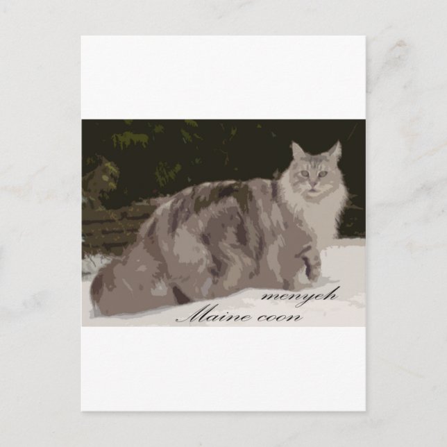 maine coon postcard (Front)