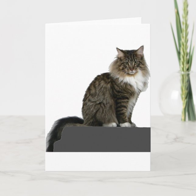 maine coon sitting on shelf card (Front)