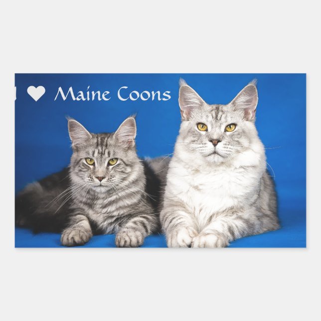Maine Coons Cats Rectangular Sticker (Front)