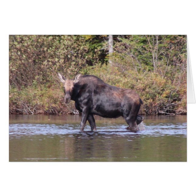 Maine Cow Moose (Front Horizontal)