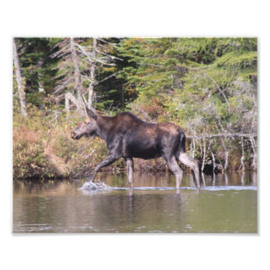 Maine Cow Moose Photo Print