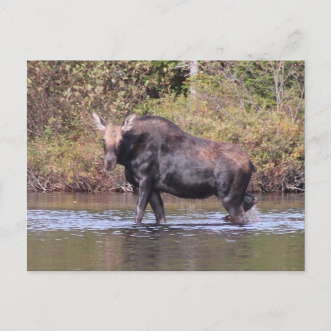 Maine Cow Moose Postcard (Front)