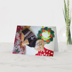 Maine Guy I Holiday Card