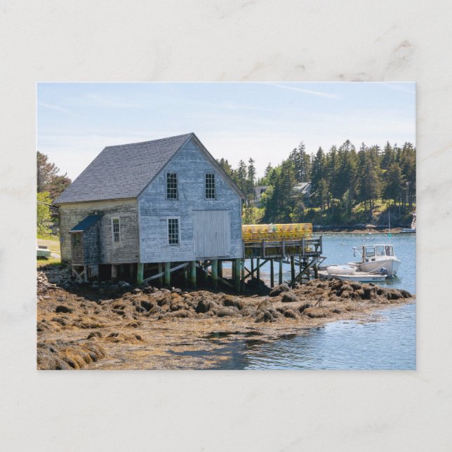 Maine Lobster Village Postcard (Front)