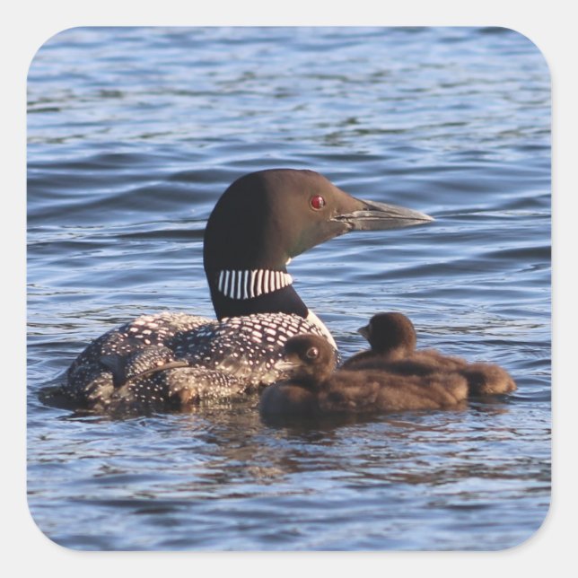 Maine Loon Stickers (Front)