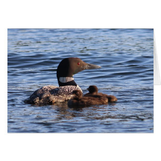 Maine Loon with babies Card