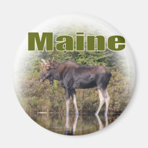 Maine Moose Magnet