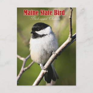 Maine State Bird - Black-capped Chickadee Postcard