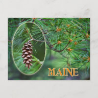 Maine State Flower: White Pine Cone and Tassel